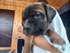 Щенки Кане Корсо 🖤🖤🖤🖤🖤🖤🖤🖤