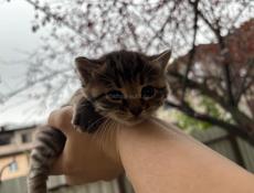 Чудесный котейка