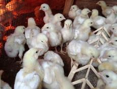 Цыплята бройлеры