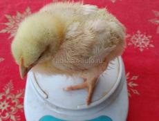 Цыплята бройлеры