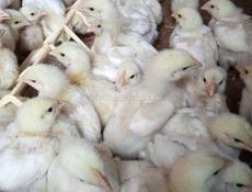 Цыплята бройлеры