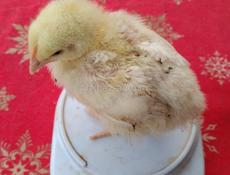 Цыплята бройлеры