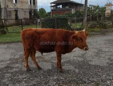 Брадаю бычок