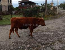 Брадаю бычок