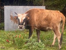 Продаю корову 