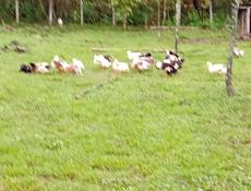 Утки и селезни 