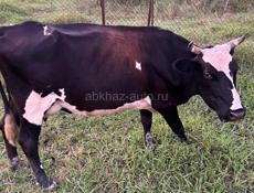 Продается корова 