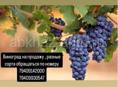 Продажа винограда!!
