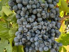 Продажа винограда!!