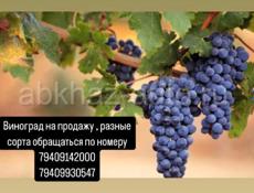 Продажа винограда!!