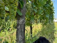 Продажа винограда!!