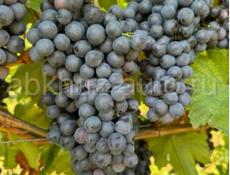 Продажа винограда!!