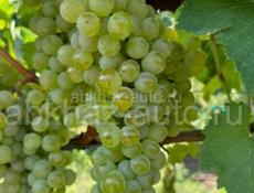 Продажа винограда!!