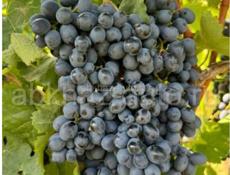 Продажа винограда
