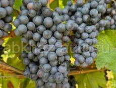 Продажа винограда