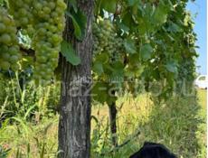 Продажа винограда