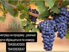Продажа винограда  