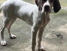 Английский пойнтер