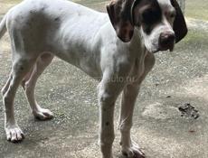 Английский пойнтер