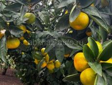 мандарин с сада покупаем обычни всё подряд по 20 рублей.,