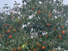 Продается хурма -бычок 