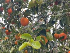 Продается хурма -бычок 