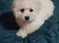 Щенки Бишон ( болонка)