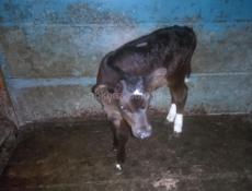 Продаю Тёлочку 1 месяц