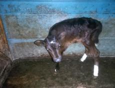 Продаю Тёлочку 1 месяц