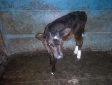 Продаю Тёлочку 1 месяц