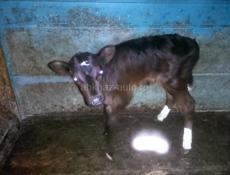 Продаю Тёлочку 1 месяц