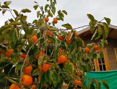 Продается хурма Бычье сердце