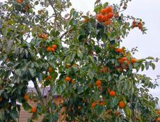 Продается хурма Бычье сердце