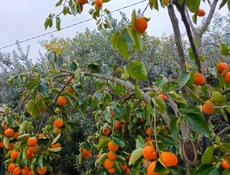 Продается хурма Бычье сердце