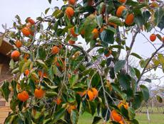 Продается хурма Бычье сердце