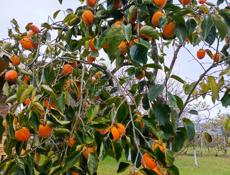 Продается хурма Бычье сердце 