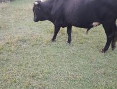 Продаю быка срочно 