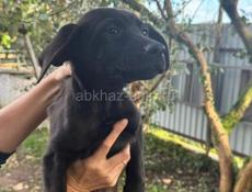 Отдам в добрые руки. Очамчыра