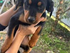 Отдам в добрые руки. Очамчыра