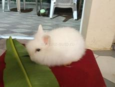 Декоративные кролики 