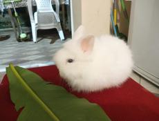 Декоративные кролики 