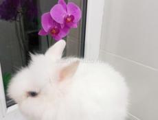 Декоративные кролики 