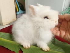 Декоративные кролики 