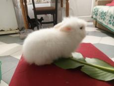 Декоративные кролики 