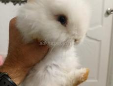 Декоративные кролики 