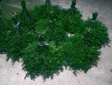 Калючие веники. 