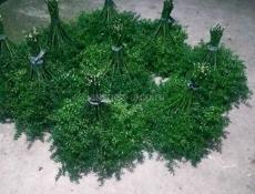 Калючие веники. 