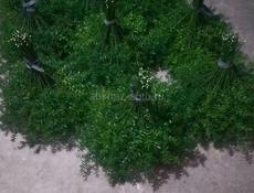 Калючие веники. 