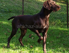 Курцхаар с дратхаром