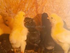 Цыплята